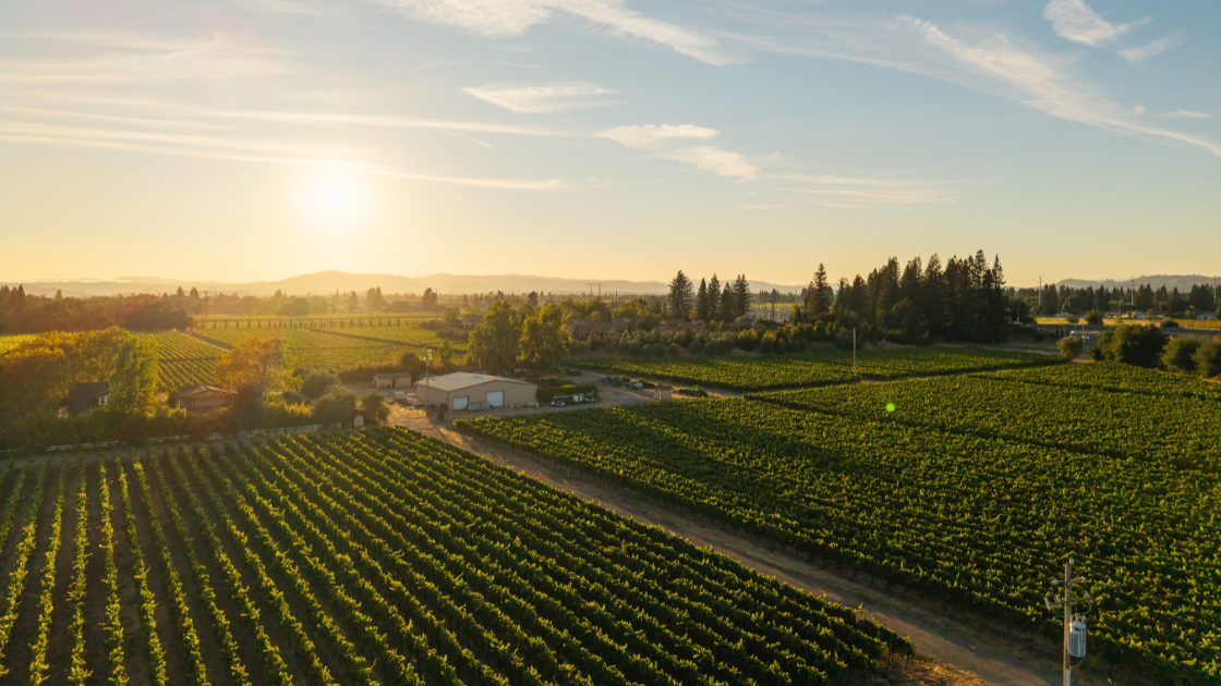 A photo of a vineyard